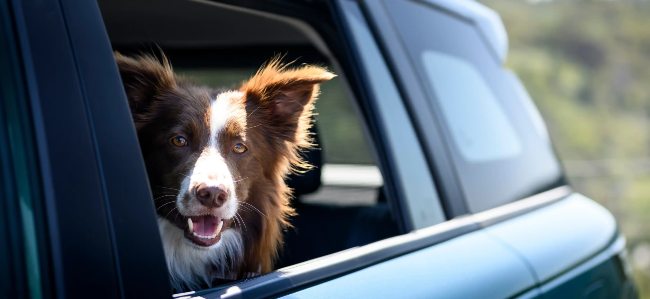 JAECOO 5 Pet Friendly