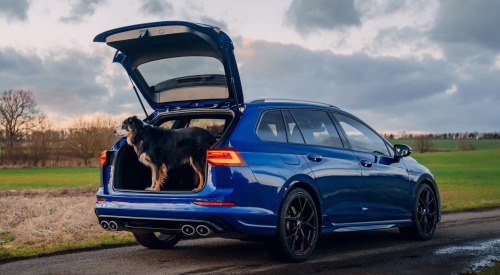 A dog sat in the open boot of a used VW Golf Estate.